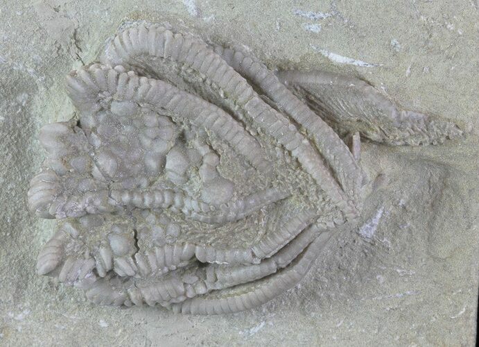 Crinoid (Halysiocrinus) Fossil - Crawfordsville, Indiana #78282